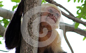 White headed capuchin one hand spider monkey in Costa Rica