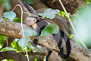 White-headed capuchin relaxing in a tree - Cebus capucinus