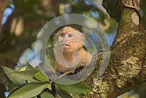 White-headed capuchin in a tree photo