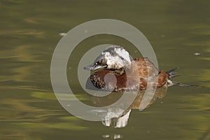 White-headed Duck , Oxyura leucocephala