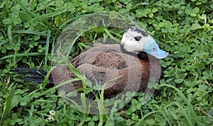 White-headed Duck, Oxyura leucocephala