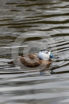 White-headed duck (Oxyura leucocephala