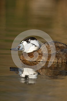 White headed duck,Oxyura leucocephala