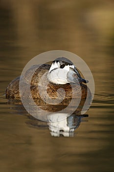 White headed duck,Oxyura leucocephala