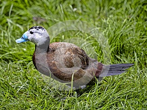 white-headed duck, Oxyura leucocephala, has a white coloration on the head and a distinctive blue beak