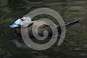 White-headed duck (Oxyura leucocephala)