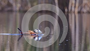 White-headed Duck on Clear Pond photo