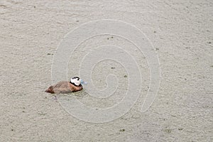 White-headed Duck Swimming in Serene Pond
