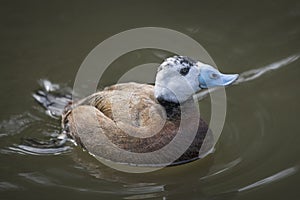 White Headed Duck threatened species