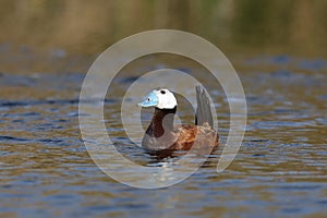 White headed Duck on the water displaying