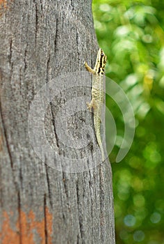 White-headed Dwarf Gecko