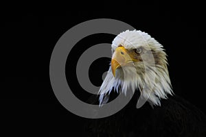 White-headed eagle