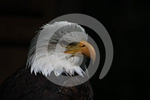 White-headed eagle