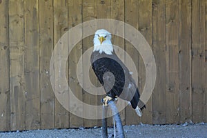The white-headed eagle sits on a perch in the Zleby castle in the Czech Republic