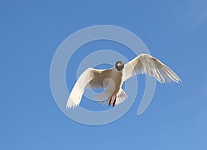 white-headed gull flying in the sky with wide wingspan