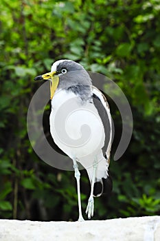 White headed lapwing