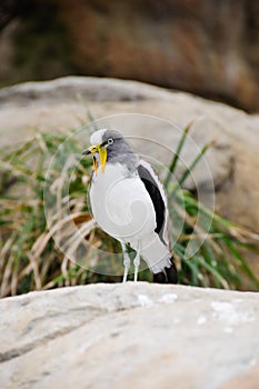 White headed lapwing