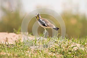 White-headed Lapwing