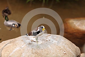 White-headed lapwing called Vanellus albiceps