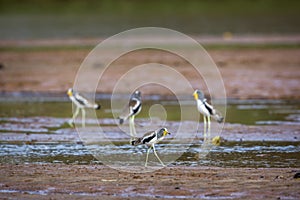 White headed Lapwing in Kruger National park, South Africa