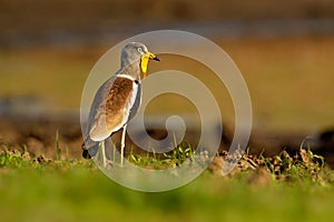 White-headed Lapwing - Vanellus albiceps or white-crowned lapwing, white-headed plover or white-crowned plover is a medium-sized