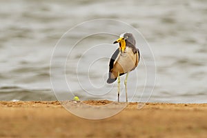 White-headed Lapwing - Vanellus albiceps or white-crowned lapwing, white-headed plover or white-crowned plover is a medium-sized