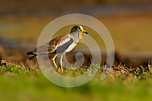 White-headed Lapwing - Vanellus albiceps or white-crowned lapwing, white-headed plover or white-crowned plover is a medium-sized