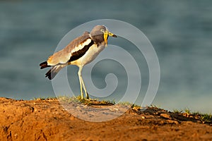 White-headed Lapwing - Vanellus albiceps or white-crowned lapwing, white-headed plover or white-crowned plover is a medium-sized