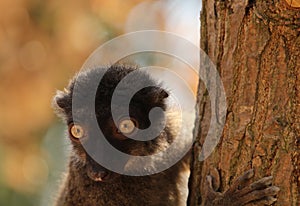 Portrait of a white-headed lemur Eulemur albifrons - a female