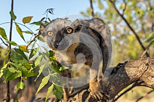 White-headed lemur - Eulemur albifrons with baby,Madagascar nature