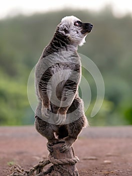 white-headed lemur (eulemur albifrons) on beautiful blurred background