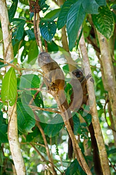 White-headed lemur Eulemur albifrons, Madagascar