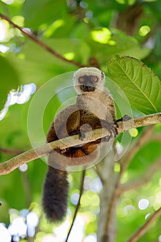 White-headed lemur Eulemur albifrons, Madagascar