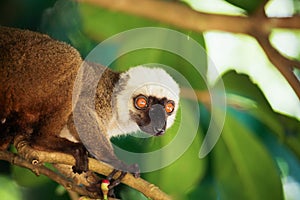 White-headed lemur Eulemur albifrons, Madagascar
