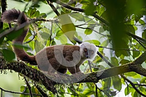 White-headed lemur Eulemur albifrons on tree