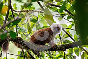 White-headed lemur, Eulemur albifrons on tree, Masoala Madagascar