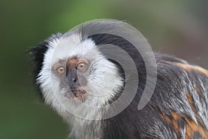 White-headed marmoset