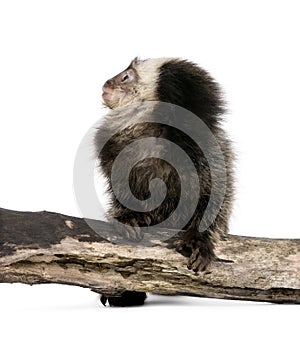 White-headed Marmoset against white background