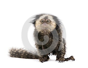 White-headed Marmoset against white background