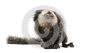 White-headed Marmoset against white background