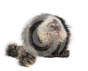 White-headed Marmoset against white background