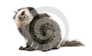 White-headed Marmoset against white background