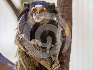 White-headed marmoset, Callithrix geoffroyi, lives in the South American rainforest