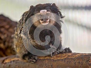 White-headed marmoset, Callithrix geoffroyi, lives in the South American rainforest