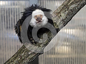 white-headed marmoset, Callithrix geoffroyi, sits on a branch and observes the surroundings