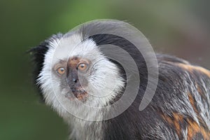 White-headed marmoset photo