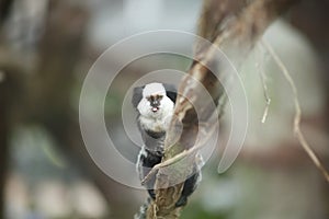 White-headed Marmoset sitting in a tree