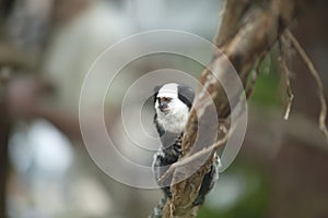 White-headed Marmoset sitting in a tree photo