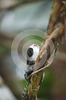 White-headed Marmoset sitting in a tree photo