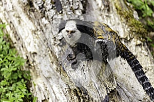 white-headed marmoset photo